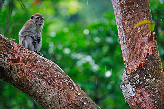 长尾,短尾猿,食蟹猴,古农列尤择国家公园,苏门答腊岛,印度尼西亚