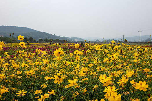 百日菊,硫华菊－花海