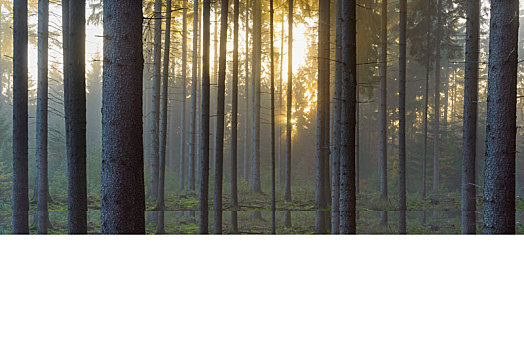 云杉,树林,日出,雾气,奥登瓦尔德,黑森州,德国
