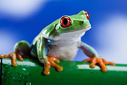 青蛙,蓝天