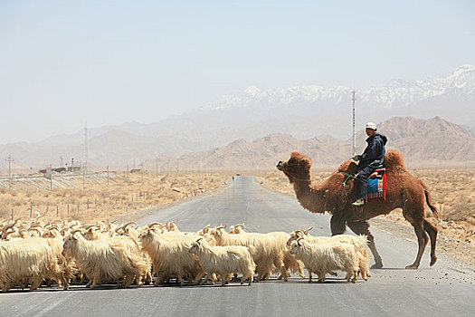 青海青藏公路上骑着骆驼放羊的牧民