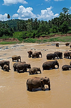 斯里兰卡,品纳维拉,大象孤儿院,大象,降温,河,象属