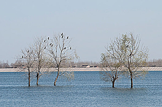 河南省孟州市白墙水库,一群鱼鹰在水中的树上休息