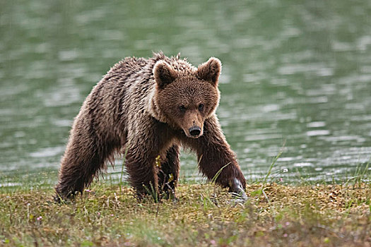 棕熊,水,卡瑞里亚,芬兰,欧洲