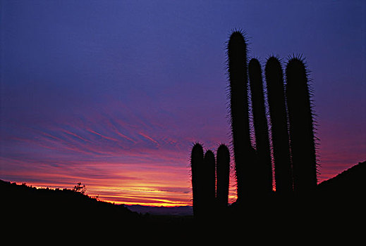 智利,圣地亚哥,国家级保护区,仙人掌,日落,大幅,尺寸
