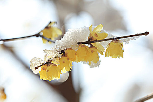 雪里花,腊梅