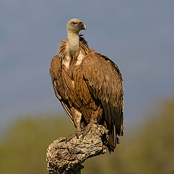 粗毛秃鹫,兀鹫,幼小,枝头,栓皮栎,埃斯特雷马杜拉,西班牙,欧洲