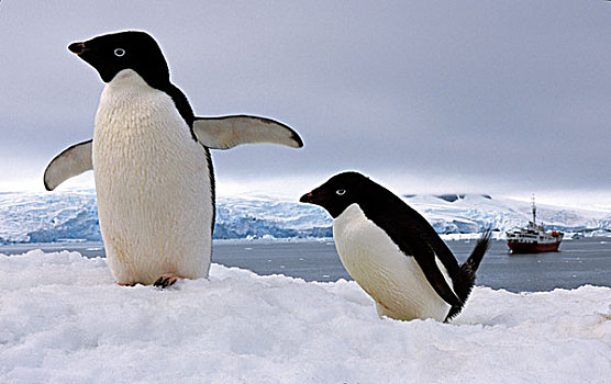 一对,阿德利企鹅,南极