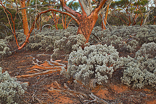 桉树,树,灌木,西澳大利亚州,澳大利亚