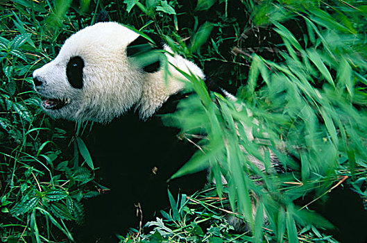 熊猫,幼兽,竹子,灌木,卧龙,四川,中国
