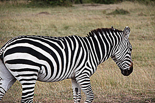 肯尼亚非洲大草原斑马-花纹特写