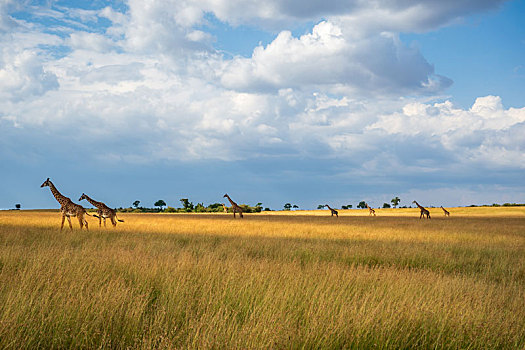 肯尼亚马赛马拉草原野生动物