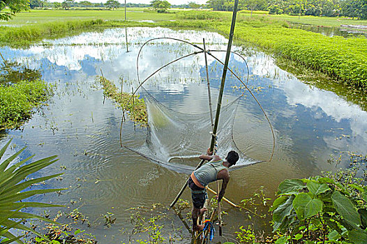 一个,男人,抓住,鱼,沼泽,孟加拉,六月,2007年