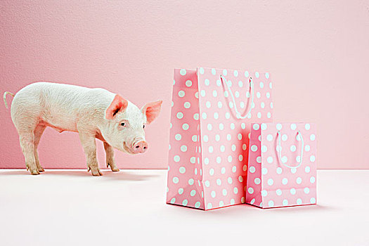小猪,看,粉色,斑点,购物袋