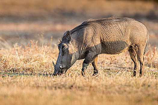 疣猪,进食,南卢安瓜国家公园,赞比亚,非洲
