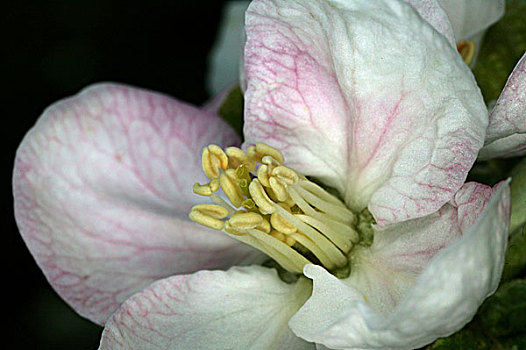 苹果树,花,特写