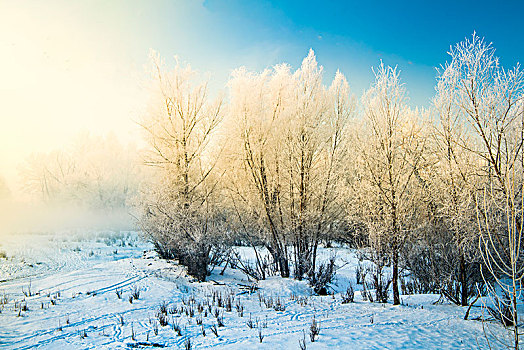 冬日,雪景,雪地,蓝天,雾松