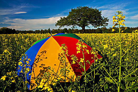 遮阳伞,明亮,休息,菜籽,地点,石荷州