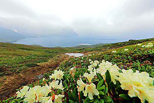 长白山高山杜鹃