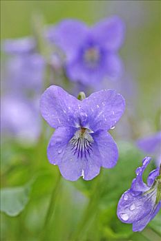 英国,紫罗兰,香堇菜,花
