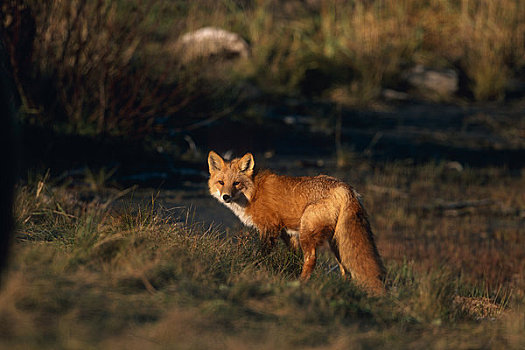 红狐,靠近,日落,湿地,秋天,俘获