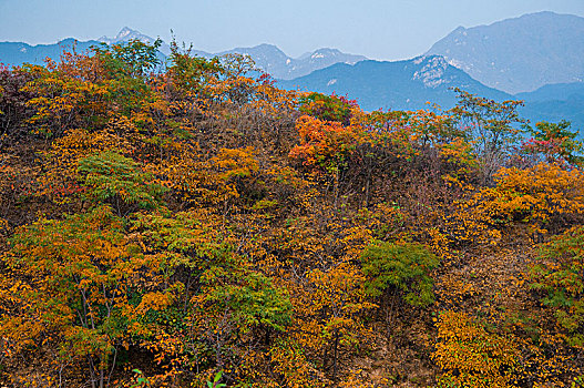 深秋时节层林尽染的山峰