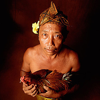 印度尼西亚,巴厘岛,乌布,男人,拿着,争斗,公鸡