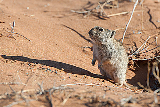 老鼠,正面,窝,卡拉哈迪大羚羊国家公园,北开普,省,南非,非洲