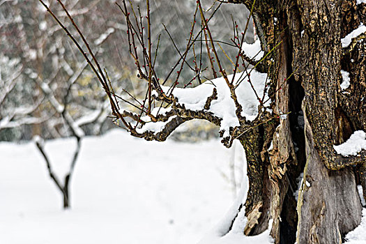 雪中的树桩盆景