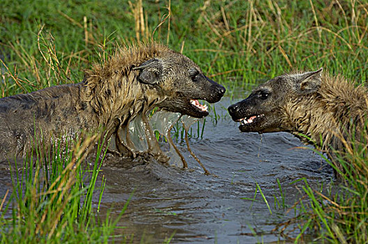 斑点,鬣狗,两个,成年人,玩,水,马赛马拉,肯尼亚,非洲
