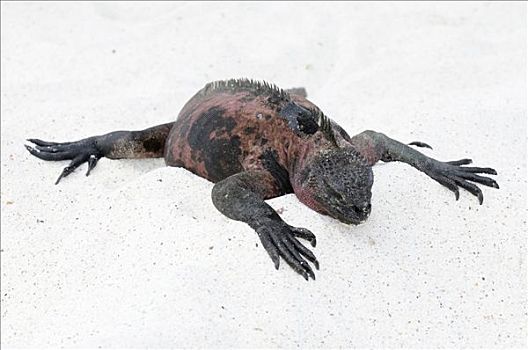 海鬣蜥,圣地亚哥,岛屿,加拉帕戈斯,厄瓜多尔,南美