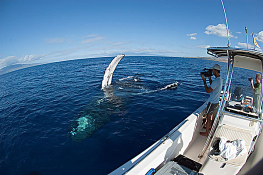 驼背鲸,大翅鲸属,鲸鱼,研究人员,拍摄,友好,鲸,毛伊岛,夏威夷