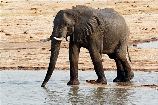 非洲象,喝,泥,水坑