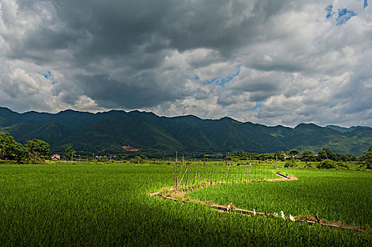 田野,山,树,蓝天,白云,背景,鸭子,村庄,山岗,路,路面,乡村公路