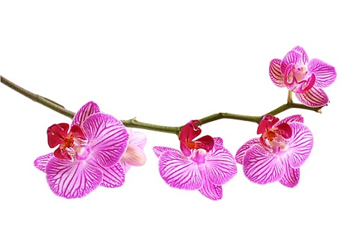 粉色,兰花,蝴蝶兰属,隔绝,白色背景