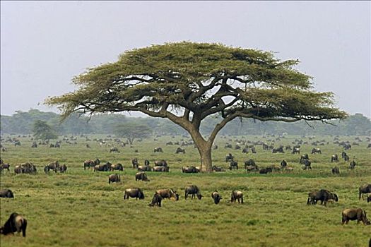 塞伦盖蒂国家公园,坦桑尼亚