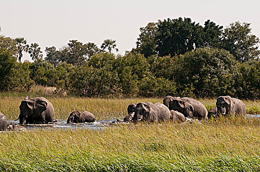 大象,非洲象,奥卡万戈三角洲,博茨瓦纳
