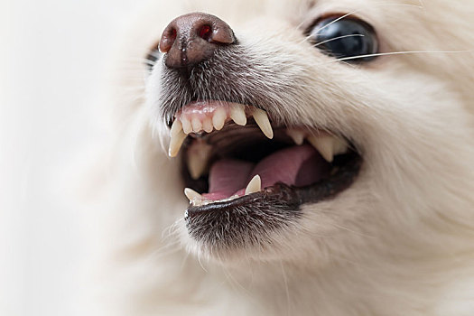 博美狗,展示,牙齿