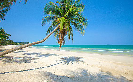 热带沙滩,椰树