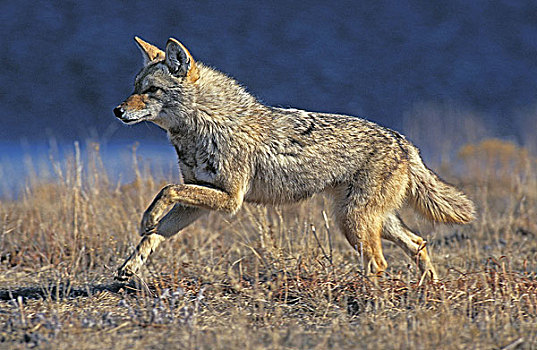 狼奔跑图片_狼奔跑图片大全_狼奔跑图片下载