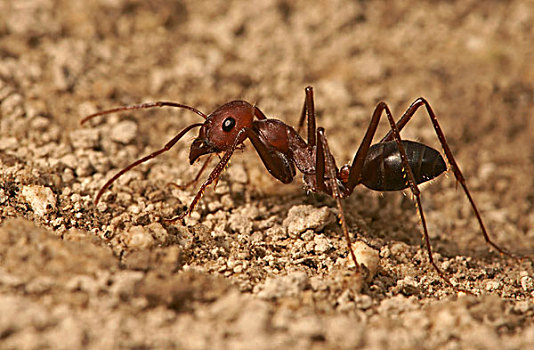 蚂蚁,北方,保加利亚,欧洲