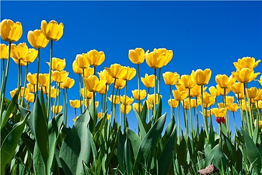 郁金香,花