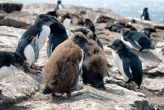 大量,凤冠企鹅,幼禽,福克兰群岛,马尔维纳斯群岛