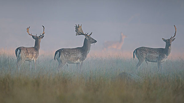 扁角鹿,鹿,树林,草地,雾气,晨光,西兰岛,丹麦,欧洲