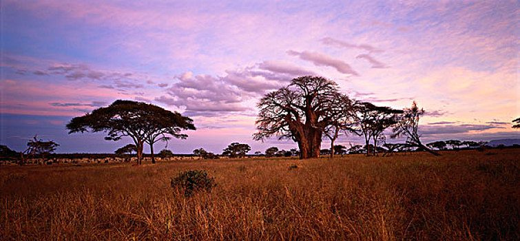 猴面包树,地点,塔兰吉雷,坦桑尼亚