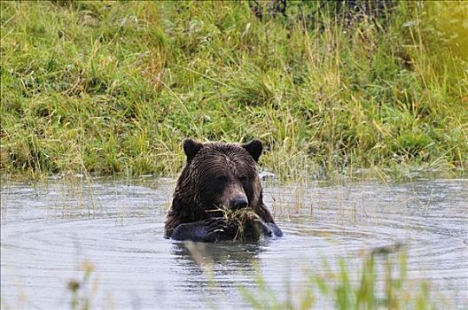 大灰熊,基奈,野生动物,保存,肯奈半岛,阿拉斯加,美国