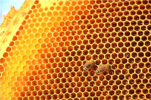 蜜蜂,蜂窝,春天