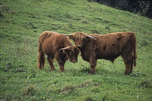 苏格兰,菜牛