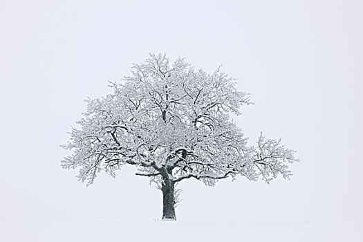 橡树,冬季风景,巴登符腾堡,德国,欧洲