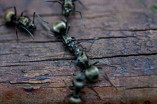 色彩豐富的昆蟲,金屬色的螞蟻搬動食物